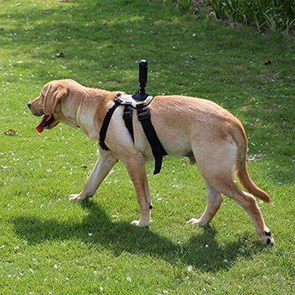Insta360 Pet Mount Bundle